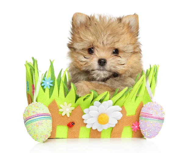 Pomerania York Cucciolo Posa Una Scatola Decorata Vacanze Pasqua — Foto Stock