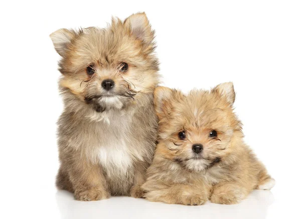 Beyaz Arka Planda Iki Mutlu Yorkie Pomeranian Karışımı Yavru Köpek — Stok fotoğraf