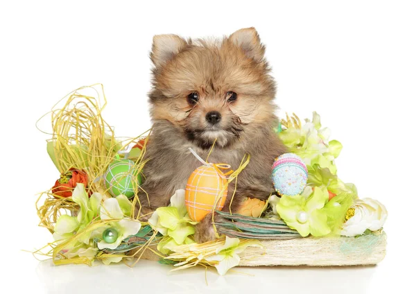 Pomeranian Yorkie Hybrid Puppy Posing Easter Decorations White Background — Stock Photo, Image