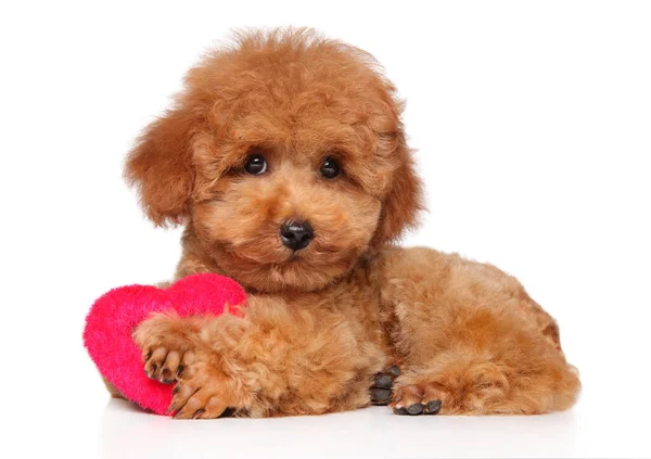 Cachorro Poodle Vermelho Está Deitado Travesseiro Vermelho Macio Forma Coração — Fotografia de Stock