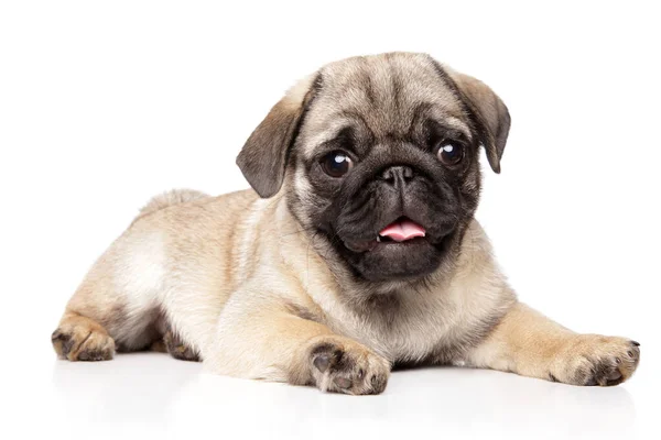 Meet Small Adorable Pug Puppy Purebred Features Resting White Background — Stock Photo, Image