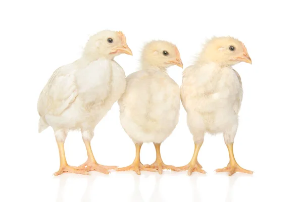 白い背景に3羽の鶏がポーズ 赤ちゃん動物のテーマ — ストック写真
