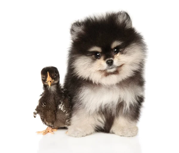 かわいいです黒ポメラニアン子犬とともにTanと鶏座って並んで白の背景 — ストック写真