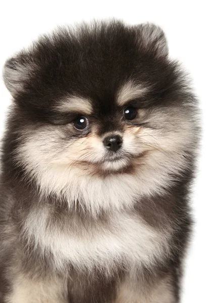 Primer Plano Cachorro Pomeranian Spitz Sobre Fondo Blanco — Foto de Stock