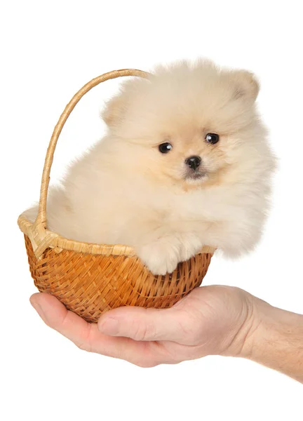 一只小柳条筐里的波美拉尼亚小狗握在他的手里 图库图片