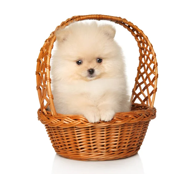 波美拉尼亚小狗 在柳条筐里 白色背景 图库图片