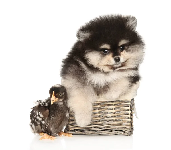 可爱的小鸡和波美拉尼亚斯皮茨小狗在白色背景的柳条篮 动物宝宝主题 免版税图库照片