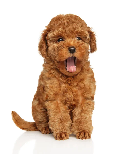 Cachorro Juguete Rojo Divertido Bostezando Sobre Fondo Blanco Adorable Irresistible —  Fotos de Stock
