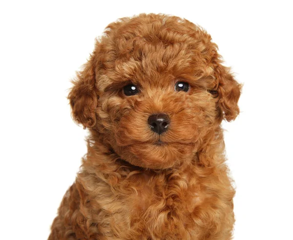 Close Adorable Red Toy Poodle Puppy White Background — Stock Photo, Image