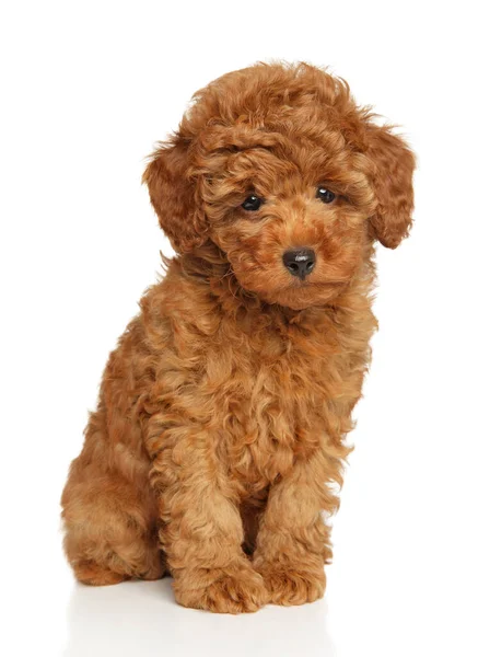 Adorável Red Toy Poodle Puppy Fundo Branco — Fotografia de Stock