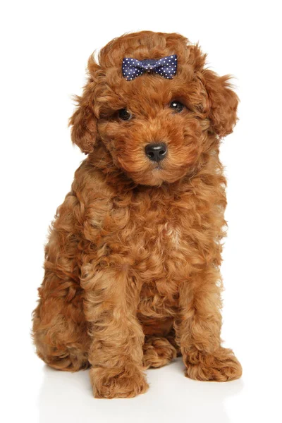 Charming Poodle Puppy Looking Camera White Background — Stock Photo, Image