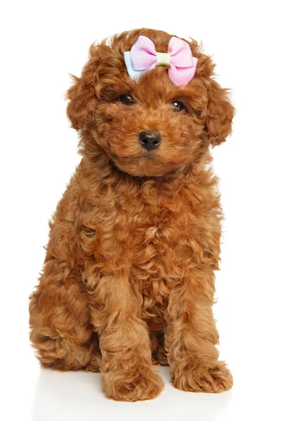 Charming Poodle Puppy Pink Bow His Head Looks Camera Sitting — Stock Photo, Image