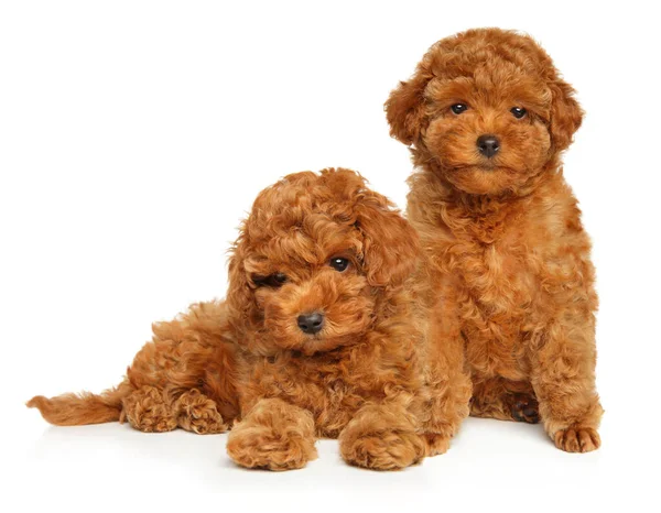 Two Toy Poodle Puppies Pose White Background Baby Animal Theme — Stock Photo, Image