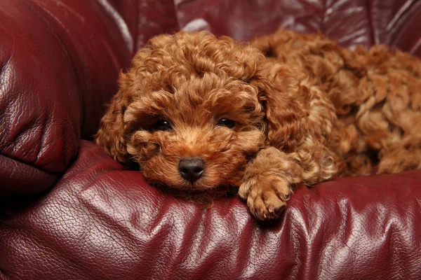 おもちゃプードル子犬は豪華な革のソファに休んで — ストック写真