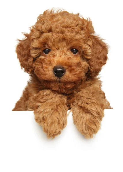 Cute Poodle Puppy Banner Isolated White Background — Stock Photo, Image