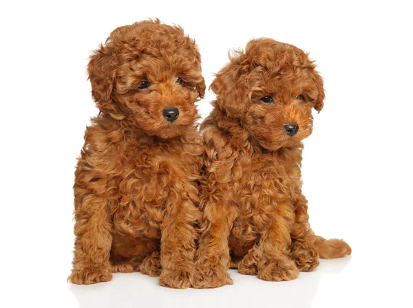 Retrato Dois Cachorros Brinquedo Poodle Sentados Fundo Branco Fotos De Bancos De Imagens