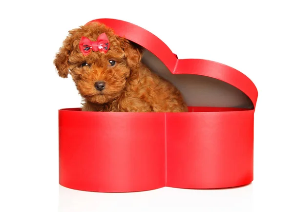 玩具狮子狗坐在白色背景的红色心形盒子里 图库照片