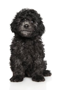 Büyüleyici gri kaniş köpeği beyaz bir arka planda oturuyor..