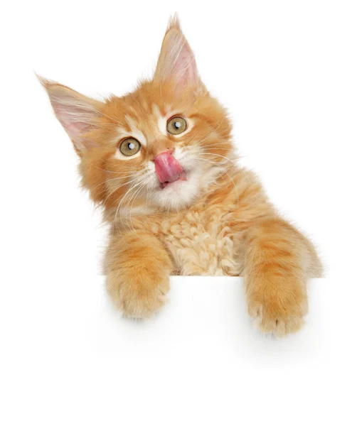 Maine Coon Kitten Banner Isolated White Background — Stock Photo, Image