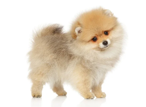 Pomeranian Cachorro Levanta Sobre Fondo Blanco Vista Lateral —  Fotos de Stock