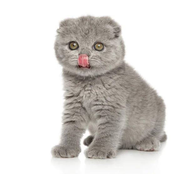 Een Schotse Vouw Kitten Zit Een Witte Achtergrond Baby Dier — Stockfoto