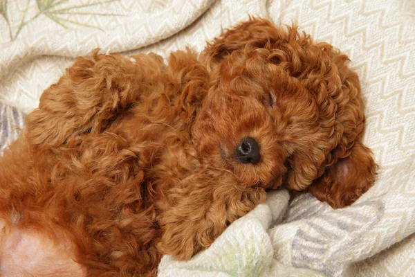Cachorro Caniche Duerme Sobre Una Manta —  Fotos de Stock