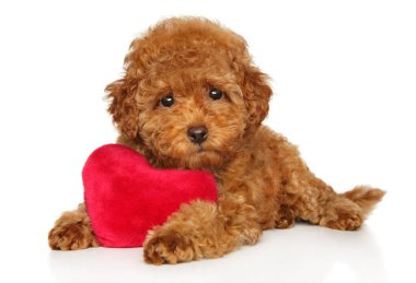 Kalp şeklinde yumuşak oyuncakları olan kırmızı oyuncak kaniş beyaz bir arka planda yatıyor.