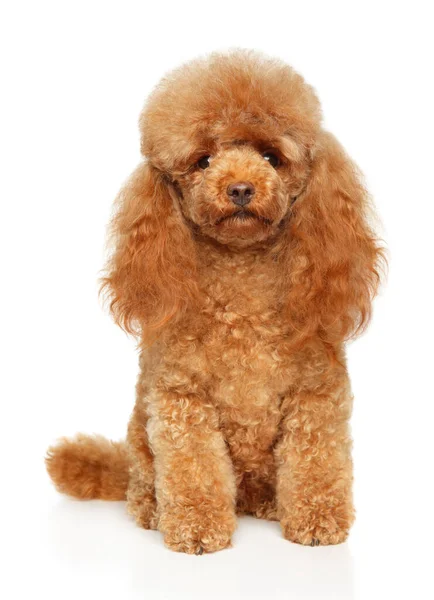 Cute Red Toy Poodle Mirando Cámara Sentada Sobre Fondo Blanco —  Fotos de Stock