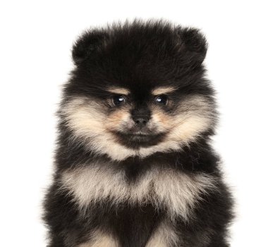 Beyaz bir arka planda izole edilmiş Pomeranya köpek yavrusunun yakın çekimi