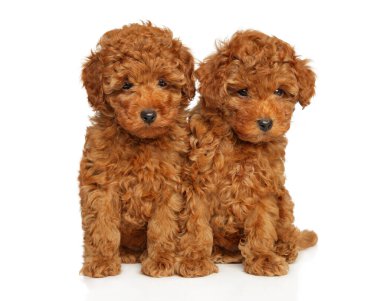 Beyaz arka planda oturan iki kaniş yavrusunun portresi.