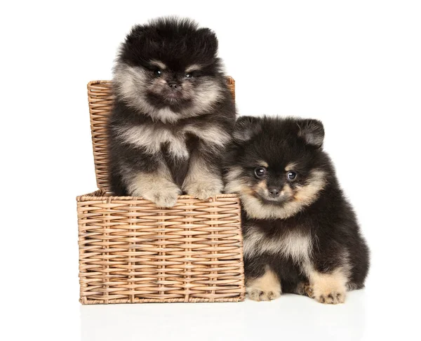 白い背景のウィッカーボックスに2匹のポメラニアの子犬 — ストック写真
