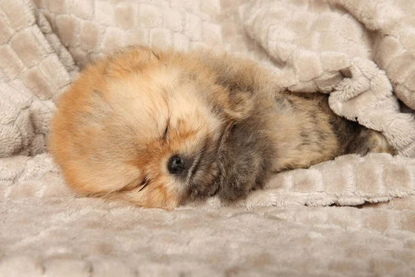 Pomeranian puppy sleeps sweetly covered with a blanket