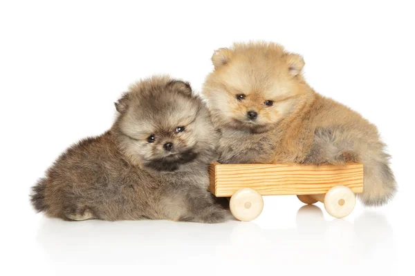 Pomeranian Puppies Lie Wooden Toy White Background — Stock Photo, Image