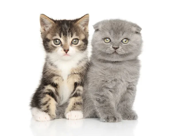 白い背景に座っている2つのかわいい子猫 フロントビュー — ストック写真