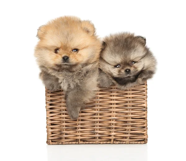 Two Pomeranian Puppies Sitting Wicker Basket White Background — Stock Photo, Image