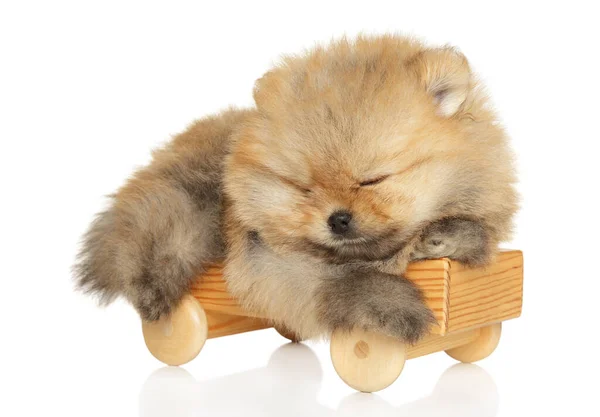 Pomeranian Puppy Sleeps Wooden Toy White Background — Stock Photo, Image