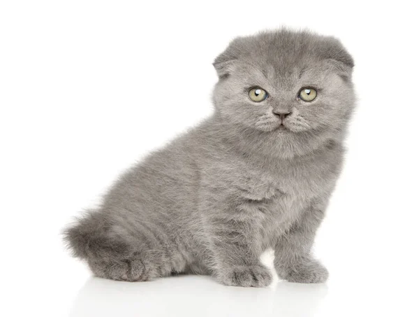 Komik Tatmin Olmuş Skoç Kedi Yavrusu Beyaz Arka Planda — Stok fotoğraf