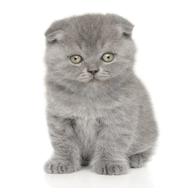 Schottisches Kätzchen Auf Weißem Hintergrund Baby Tier Thema — Stockfoto