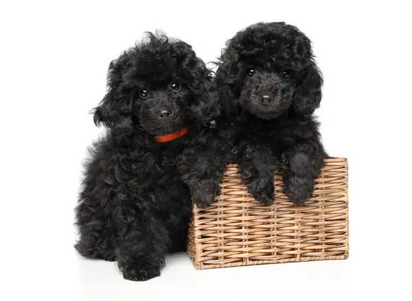 Two Black Poodle Puppies Wicker Basket White Background — Stock Photo, Image