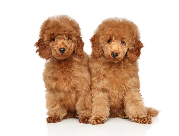 Two Red Poodle Puppies White Background — Stock Photo, Image