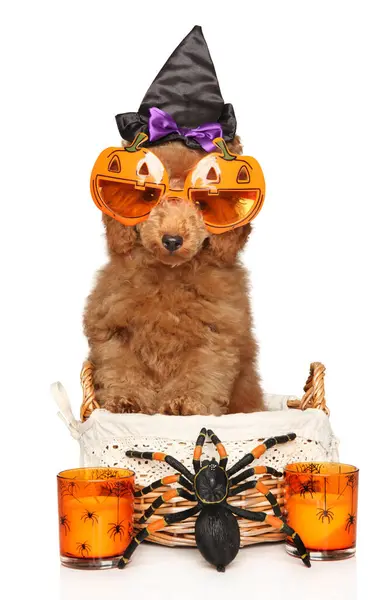 メガネ付きのおかしいプードル子犬は ハロウィーンの日のためのアクセサリーの間 クモのウィッカーバスケットに座っています — ストック写真