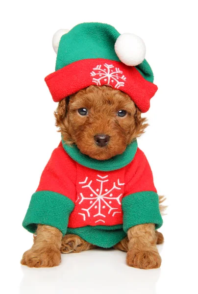 Poodle Puppy Sitting Festive New Year Attire Snowy White Backdrop — Stock Photo, Image