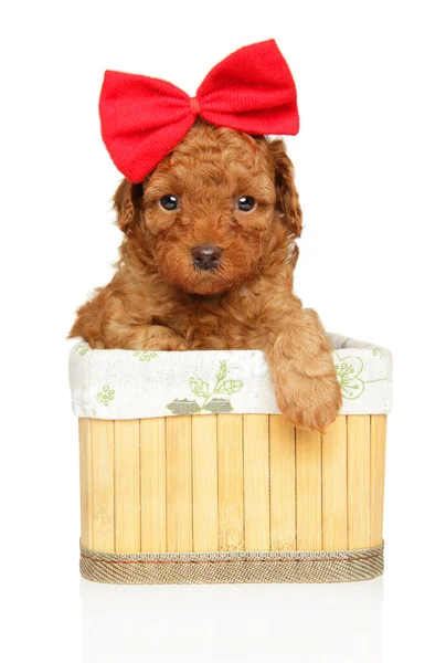 美しいミニチュアポドル子犬 その頭に大きな赤い弓 純粋な白い背景に対してバスケットにネスト — ストック写真