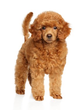 Beyaz arka planda duran oyuncak bir kaniş köpeğinin portresi