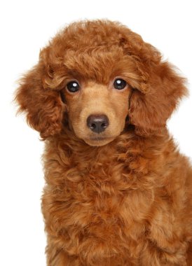 Cüce Kaniş 'in beyaz arka planda köpek portresi.