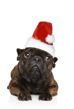 Kırmızı Noel Baba şapkası takmış bir Fransız Bulldog köpeği yerde yatıyor.