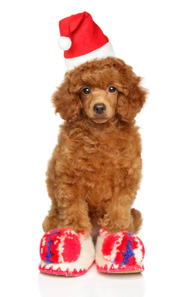 Toy Poodle Puppy Dressed Santa Slippers Hat White Background — Stock Photo, Image