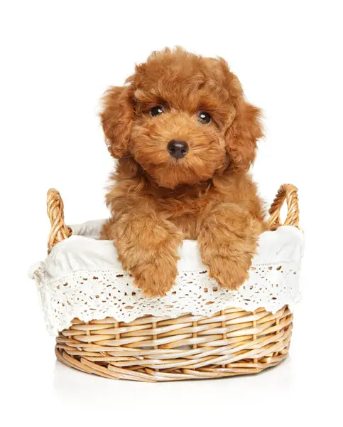 Toy Poodle Puppy Sits Wicker Basket White Background — Stock Photo, Image