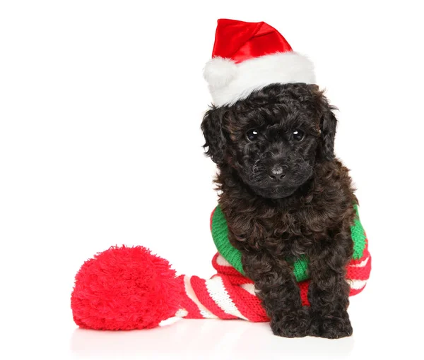 Toy Poodle Puppy New Year Hat White Background Baby Animal — Stock Photo, Image