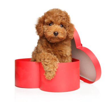 Kalp şeklinde bir hediye kutusunda tatlı bir oyuncak köpek yavrusu. Yavru hayvan teması